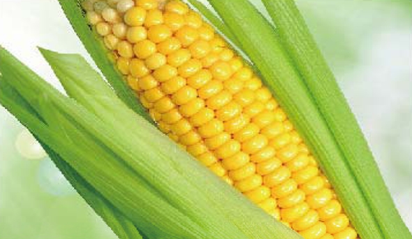 陶瓷膜應用：生物、醫(yī)藥行業(yè)